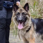 Pies do adopcji, Sosnowiec, 26 lipca 2025