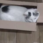 Zaginął kot, Łódź, 27 lipca 2025