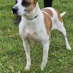 Znaleziono psa, Lublin, 26 lipca 2025