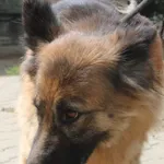 Pies do adopcji, Nowy Dwór Mazowiecki, 26 lipca 2025