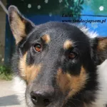 Pies do adopcji, Nowy Dwór Mazowiecki, 26 lipca 2025