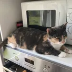 Zaginął kot, Łódź, 27 lipca 2025