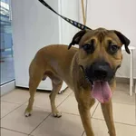 Znaleziono psa, Grudziądz, 26 lipca 2025