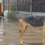 Znaleziono psa, Gdańsk, 26 lipca 2025