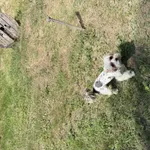 Zaginął pies, Łódź, 26 lipca 2025