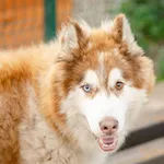 Oddam psa, Gdańsk, 27 lipca 2025