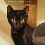 Kot do adopcji, Malawa, 28 lipca 2025