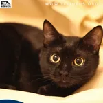 Kot do adopcji, Malawa, 28 lipca 2025