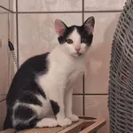 Kot do adopcji, Orzechowce, 26 lipca 2025