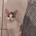 Kot do adopcji, Orzechowce, 26 lipca 2025