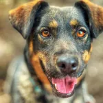 Pies do adopcji, Dłużyna Górna, 28 lipca 2025