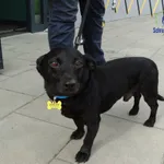 Znaleziono psa, Szczecin, 27 lipca 2025