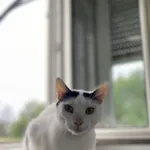 Znaleziono kota, Żywiec, 28 lipca 2025