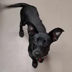 Znaleziono psa, Olsztyn, 27 lipca 2025