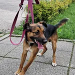 Znaleziono psa, Olsztyn, 26 lipca 2025