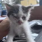 KOCUR PRZYWIEZIONY PRZEZ ZNALAZCĘ 26-07-2025