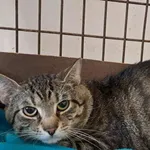 Kot do adopcji, Olsztyn, 7 lipca 2025