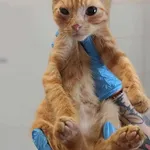 Znaleziono kota, Lublin, 25 lipca 2025