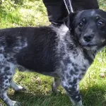 Znaleziono psa, Nowa Krępa, 18 lipca 2025