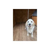 Znaleziono psa, Białystok, 29 lipca 2025