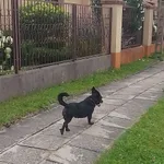 Widziałem błąkającego się psa