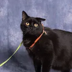 Kot do adopcji, Gdańsk, 29 lipca 2025