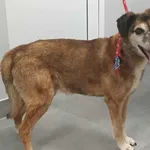 Znaleziono psa, Toruń, 26 lipca 2025