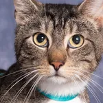 Kot do adopcji, Gdańsk, 29 czerwca 2025