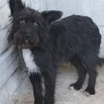 Liwa to suczka przywieziona w dniu 16.07.2025 z terenu gm. Trojanów,nieduża, kontaktowa, miła