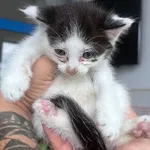 KOCUR PRZYWIEZIONY PRZEZ ZNALAZCĘ 26-07-2025