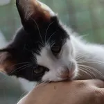 Kot do adopcji, Dłużyna Górna, 28 lipca 2025