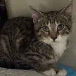 KOCUREK PRZYWIEZIONY PRZEZ ZNALAZCĘ 27-07-2025