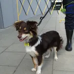 Znaleziono psa, Szczecin, 29 lipca 2025