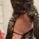 Znaleziono kota, Lublin, 25 lipca 2025