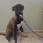 Znaleziono psa, Toruń, 26 lipca 2025