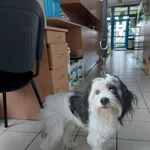 Pies przywieziony z interwencji 27-07-2025