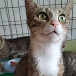 Kot do adopcji, Olsztyn, 27 czerwca 2025