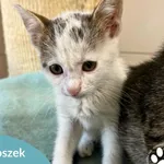 Kot do adopcji, Starogard Gdański, 30 lipca 2025