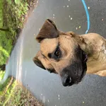 Zaginął pies, Łódź, 30 lipca 2025