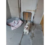 Znaleziono psa, Białystok, 30 lipca 2025