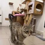 Kot do adopcji, Włocławek, 30 lipca 2025
