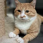 Kot do adopcji, Olsztyn, 23 czerwca 2025