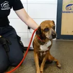 Znaleziono psa, Szczecin, 31 lipca 2025