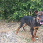 Znaleziono psa, Henrykowo, 10 lipca 2025