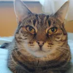 Zaginął kot, Grudziądz, 31 lipca 2025