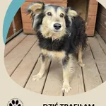 Znaleziono psa, Dąbrówka, 24 lipca 2025