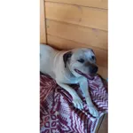 Znaleziono psa, Białystok, 31 lipca 2025