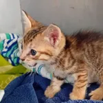 Znaleziono kota, Gdańsk, 1 sierpnia 2025