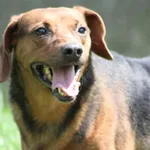 Pies do adopcji, Bełchatów, 17 września 2022