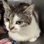 Znaleziono kota, Gdańsk, 1 sierpnia 2025